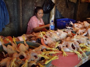 pedagang-ayam